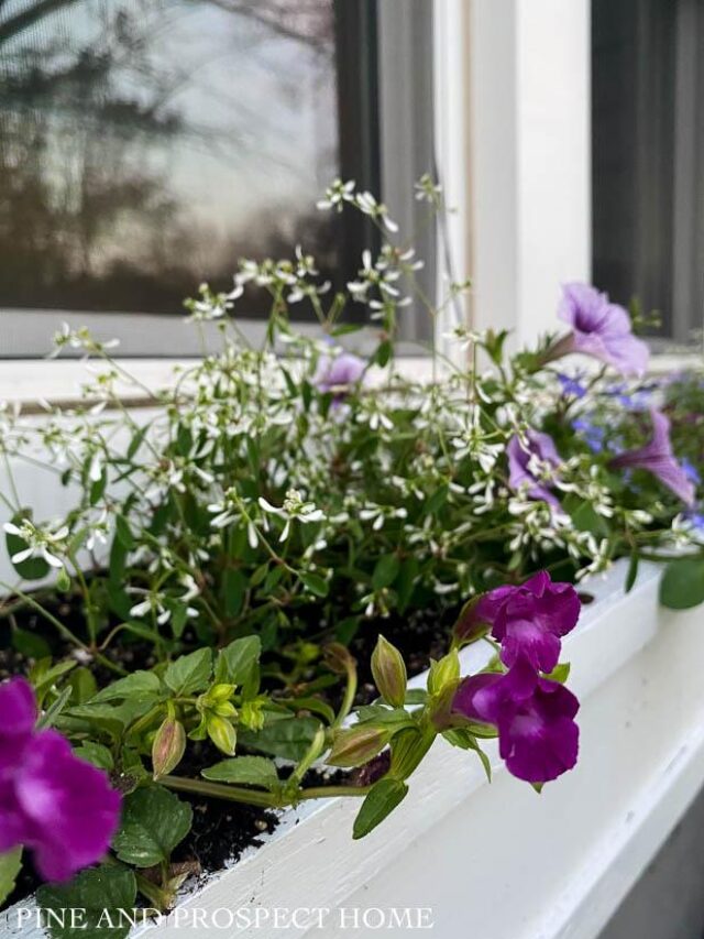 The perfect flowers for cottage style window boxes!