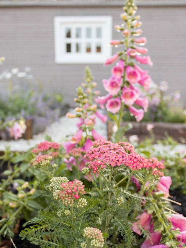 Pink yarrow is lovely addition to our cottage garden
