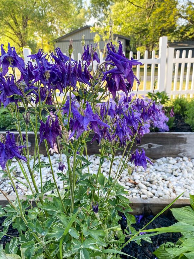 Perennials blooming in spring inside rustic DIY flower boxes in backyard gardens