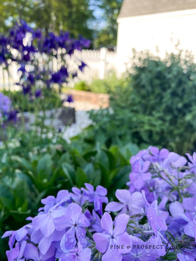 DIY Flower gardens blooming in flower boxes in backyard of home exterior