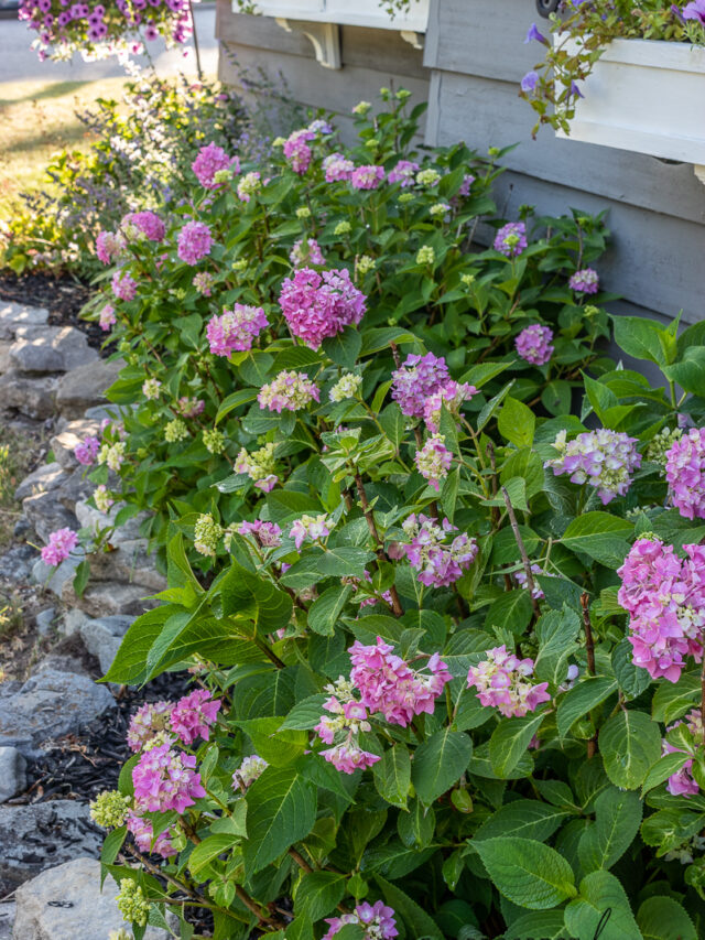 Summertime Cottagey Flowers Curb Appeal