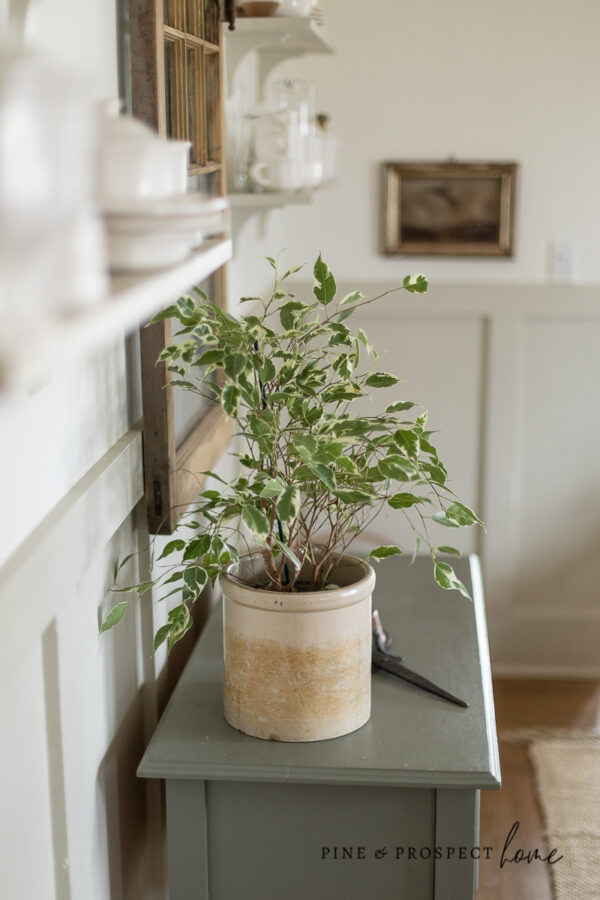Cottage Style Indoor Plants - How to Incorporate Them Into Your Home ...