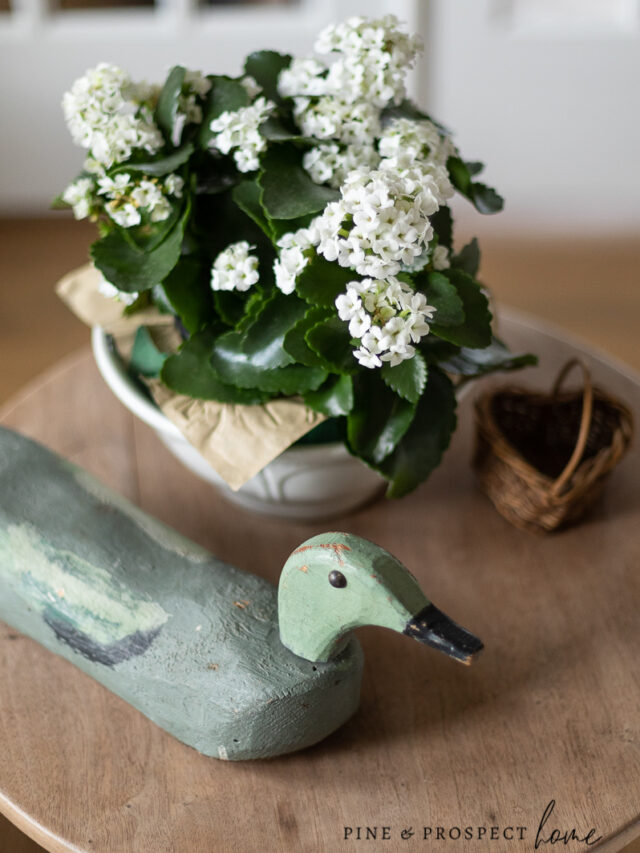 Beautiful indoor plant ideas