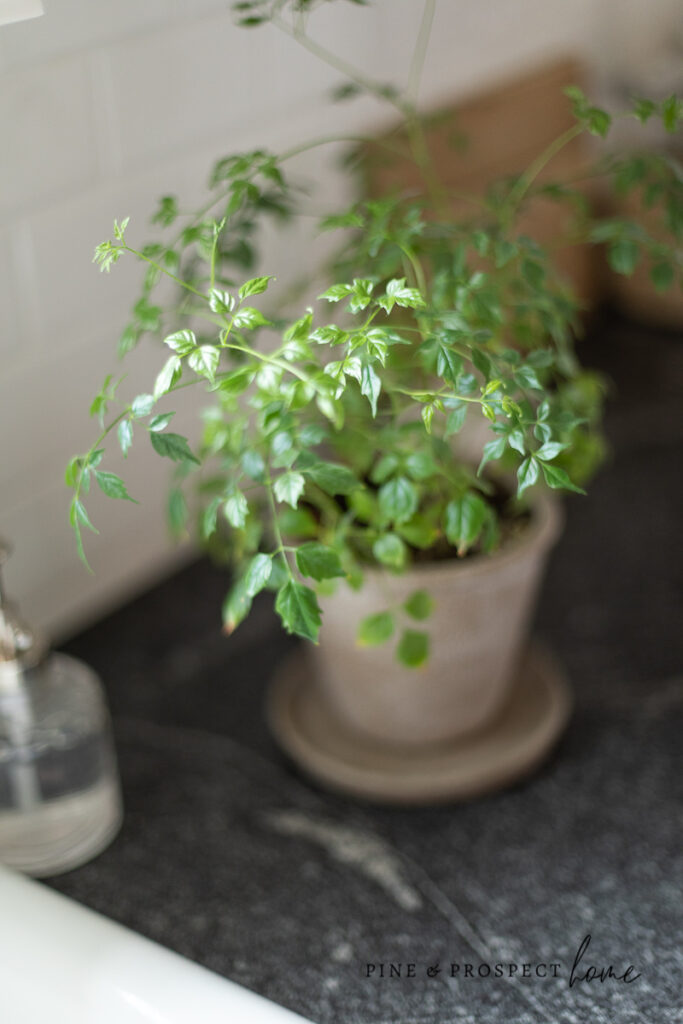 Cottage Style Indoor Plants - How to Incorporate Them Into Your Home Decor  - Pine and Prospect Home