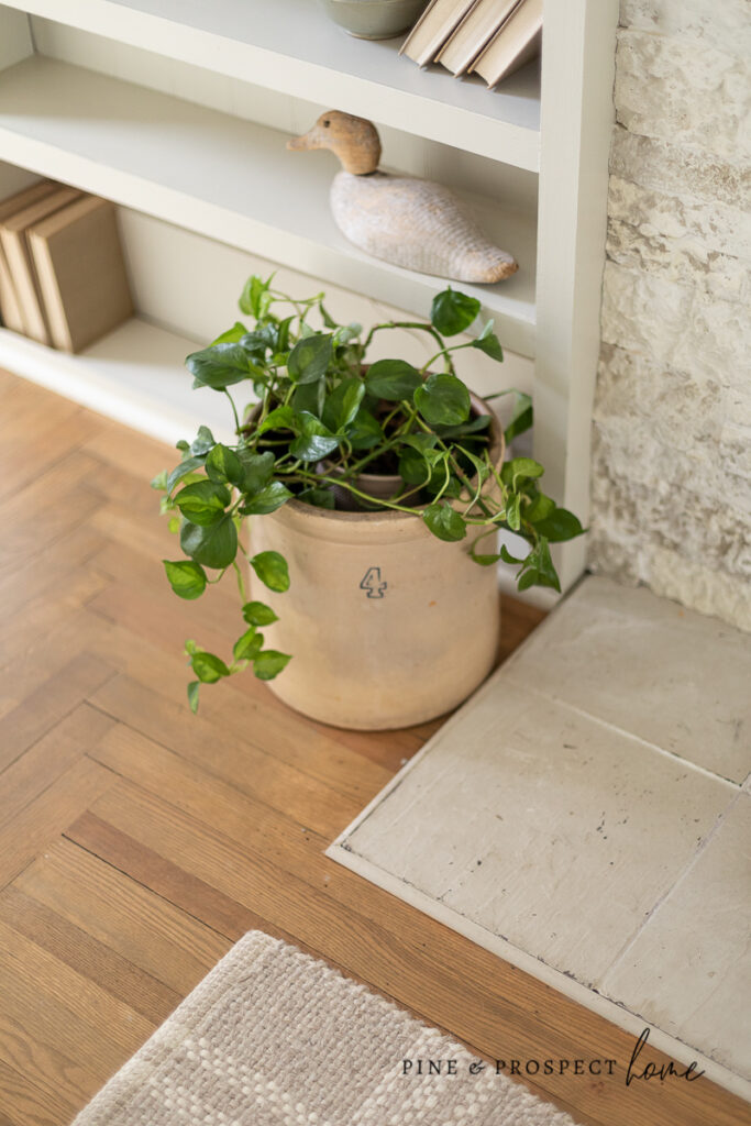 Cottage Style Indoor Plants - How to Incorporate Them Into Your Home ...
