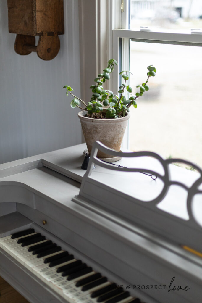 Cottage Style Indoor Plants - How to Incorporate Them Into Your Home Decor - Pine and Prospect Home
