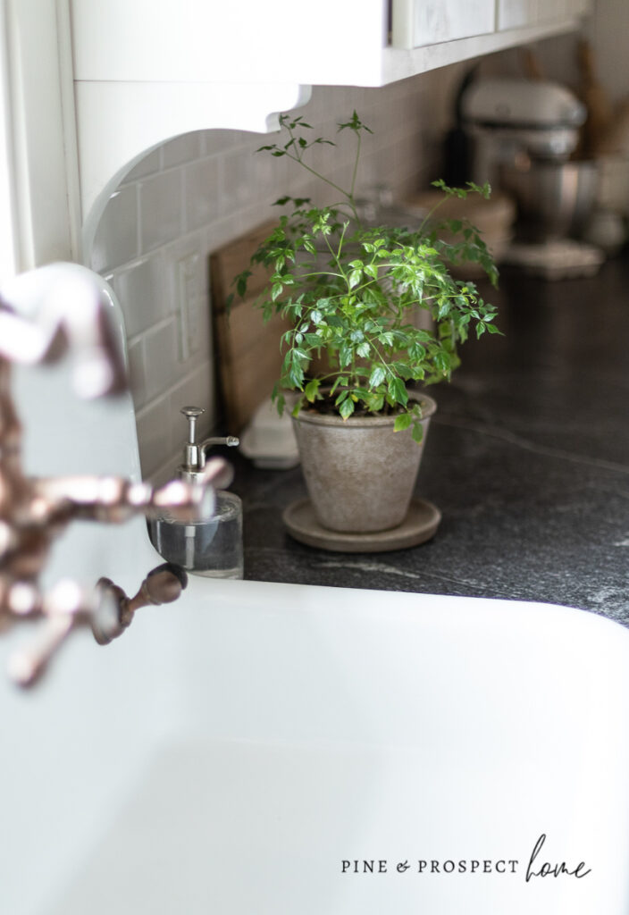 Cottage Style Indoor Plants - How to Incorporate Them Into Your Home Decor - Pine and Prospect Home