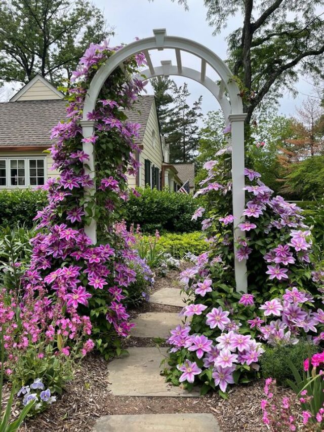 #clematis #clematisplants #easyplants #lowmaintenanceplant #lowmaintenance #honeysuckle #roses #flowers #flower #bloom #blooms #garden #gardening #outdoors #lawn #yard #arch #gardenarch #arbor #gardenarbor #trellis #gardentrellis #trellising #cottage #cottagestyle #cottagestylegarden #cottagestylegardenarbor #cottagestylegardenarch #archway #gardenarchway #summer #summertime #spring #springtime #plants #plant #planted #beautifulgarden #beauty #climbingplant #climbingplants #bestclimbingplants #easyclimbingplants #whimsical #whimsicalplants