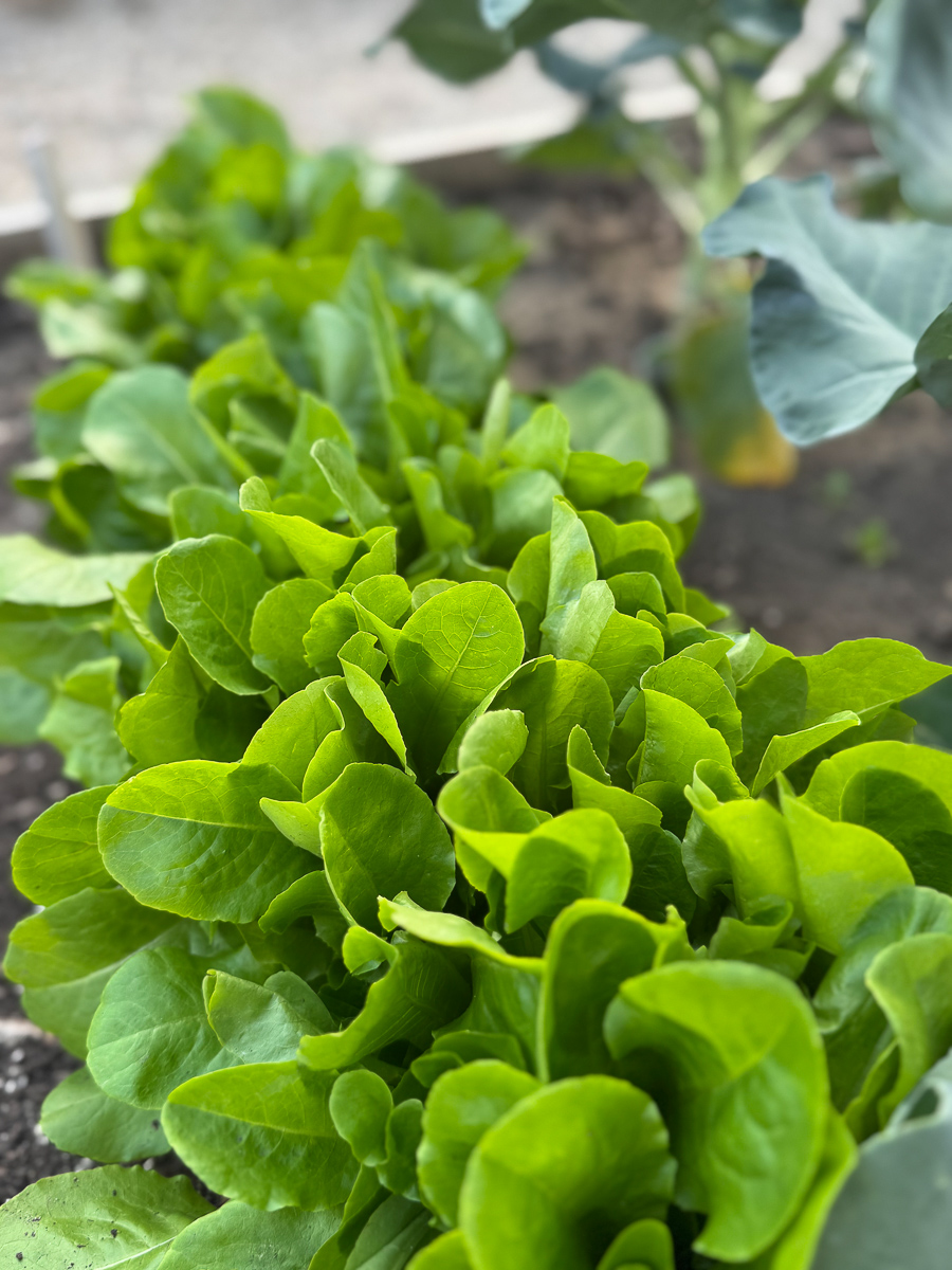 Summer vegetable garden
