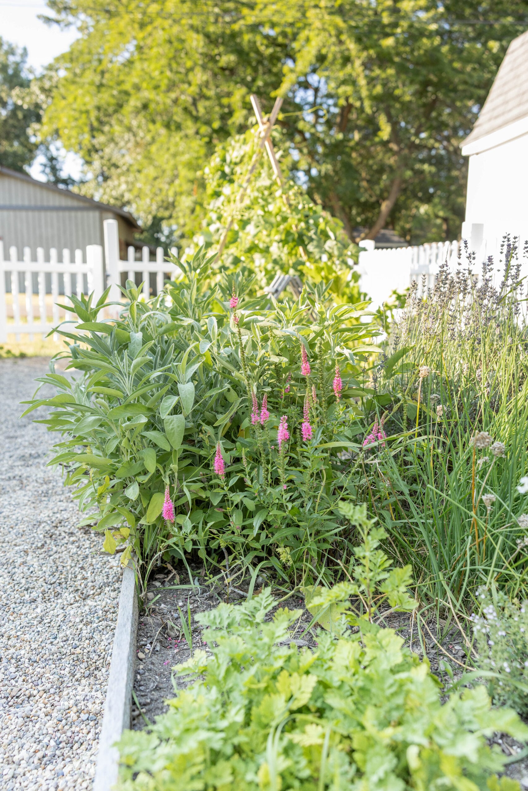 Sage plant overgrowth