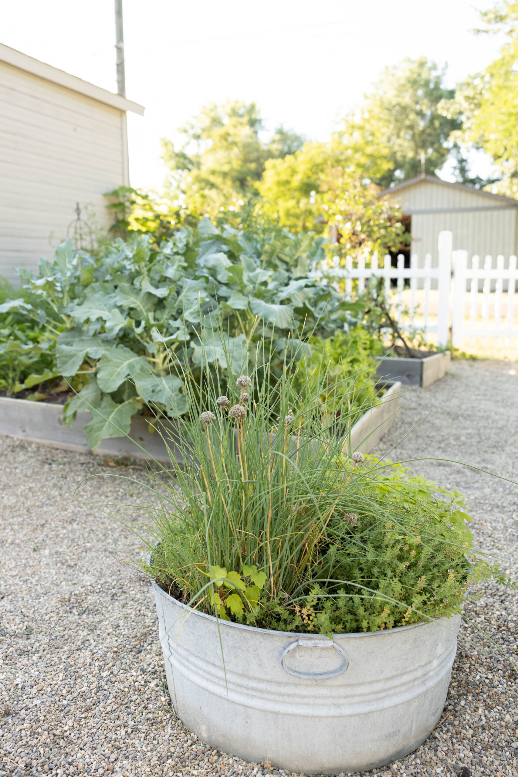 Summer vegetable garden