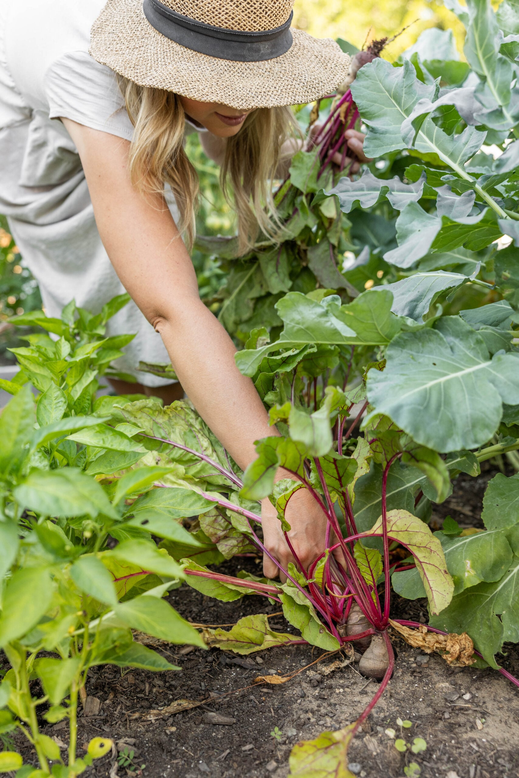 Beats from vegetable garden