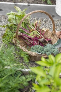 Garden fresh vegetable harvest
