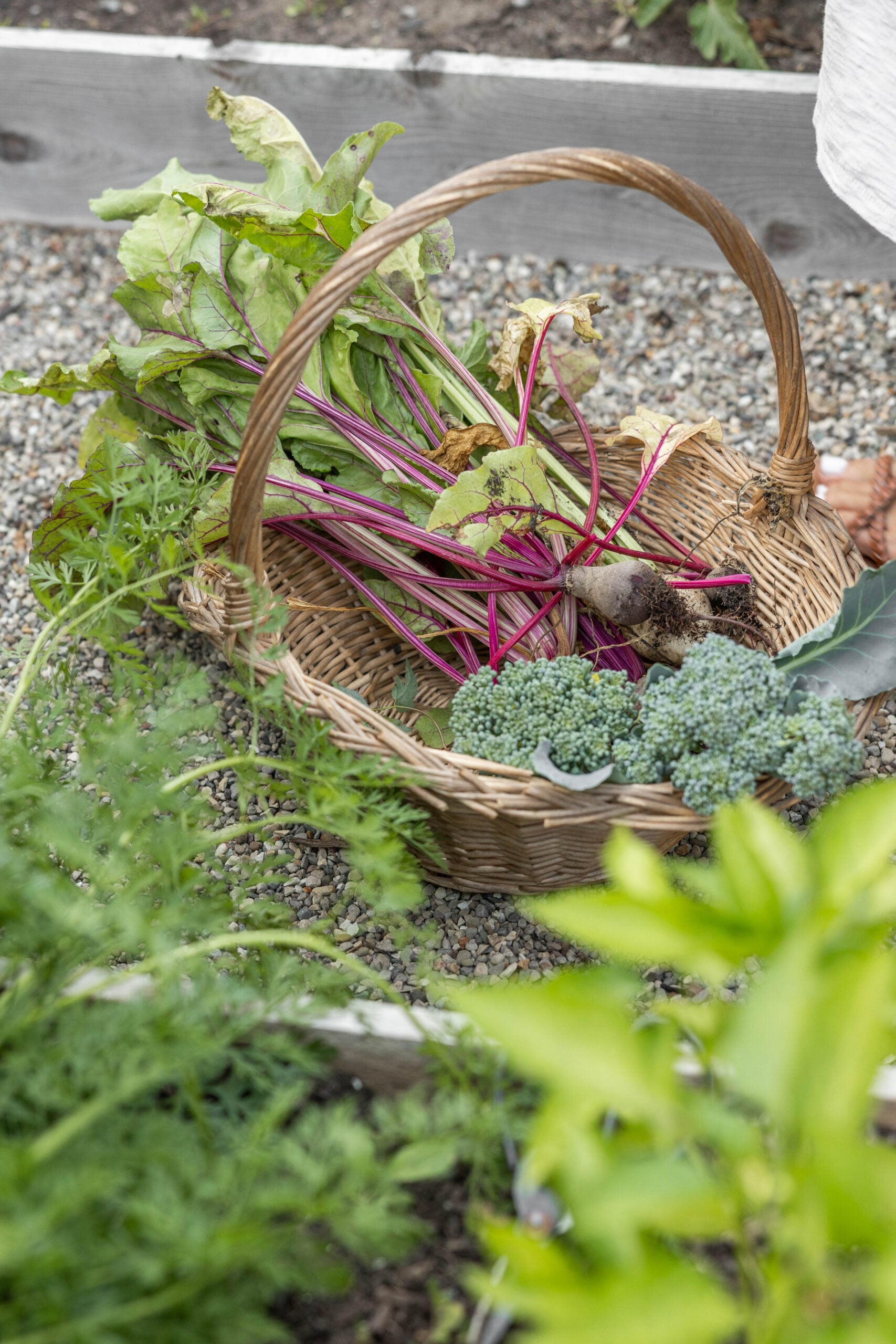 Garden fresh vegetable harvest