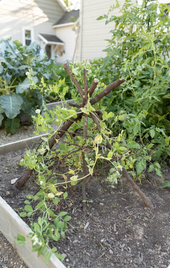 Vegetable garden upkeep 