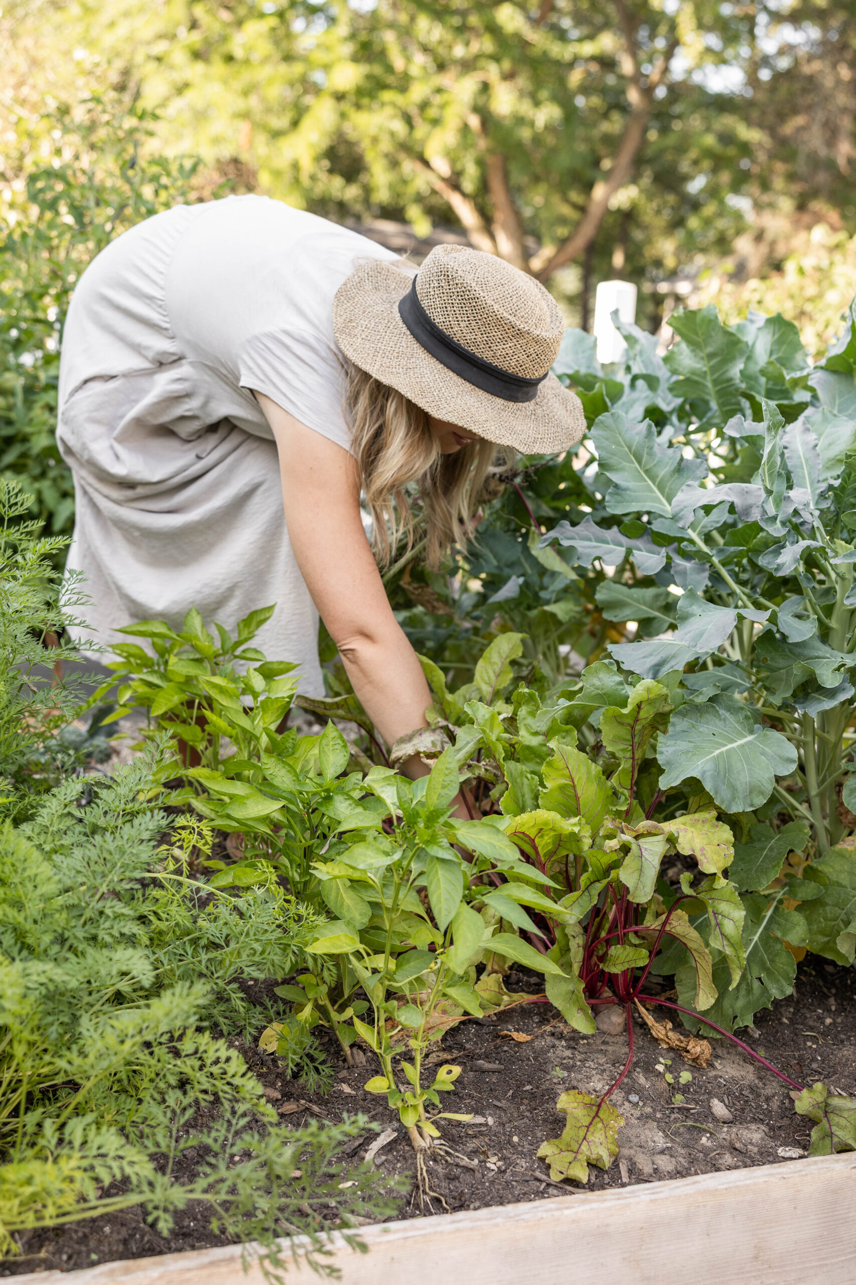 Vegetable garden 