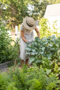 Harvesting fresh lettuce