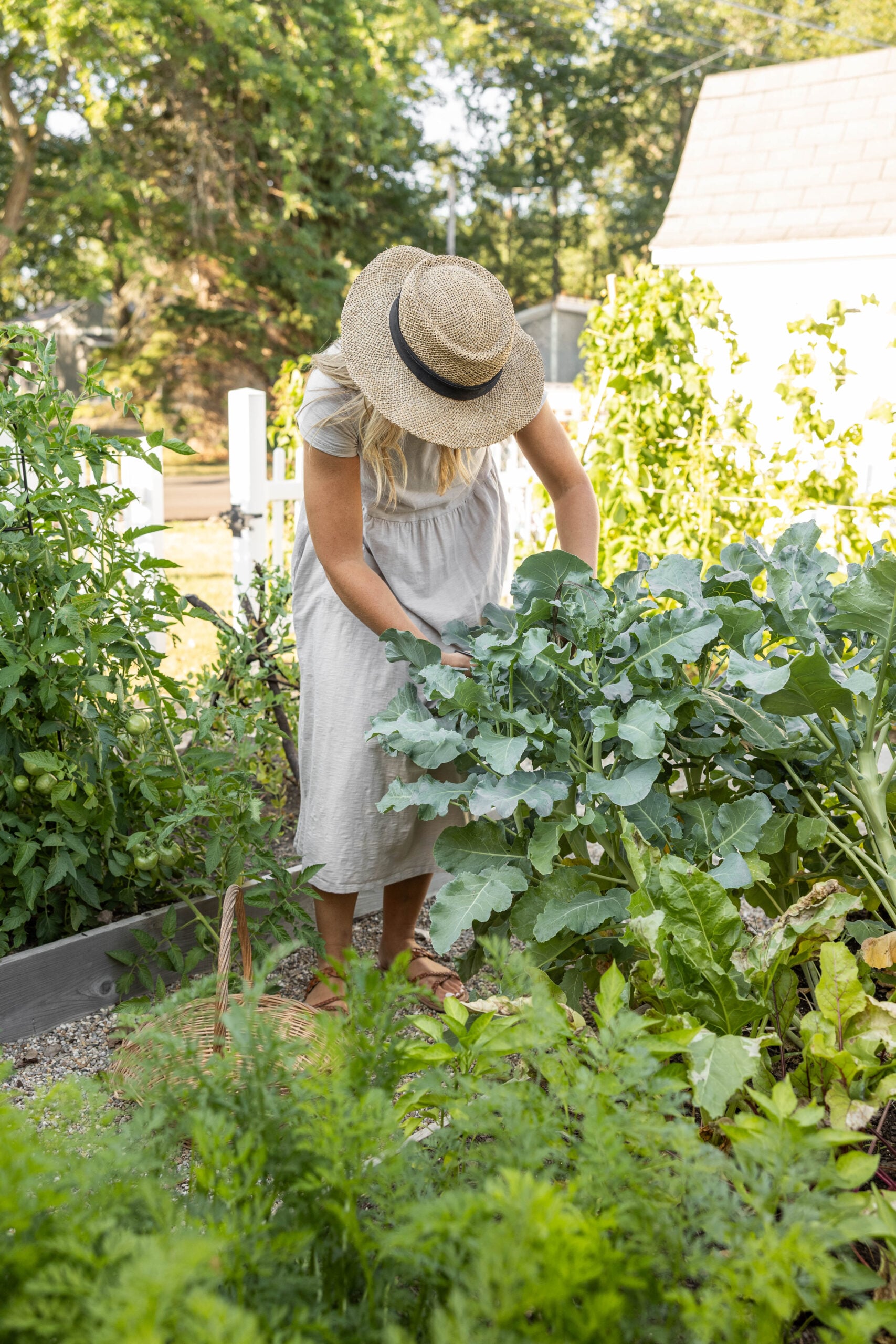 Harvesting fresh lettuce