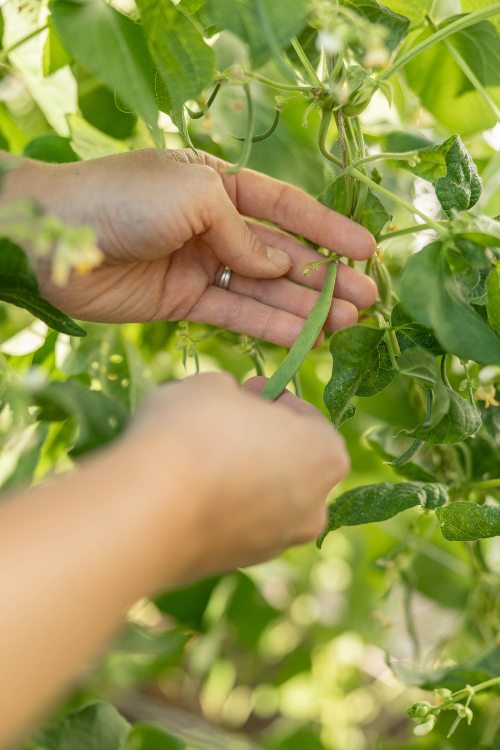 Fresh green beans