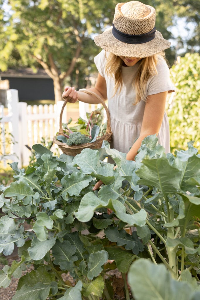 Summer vegetable garden update