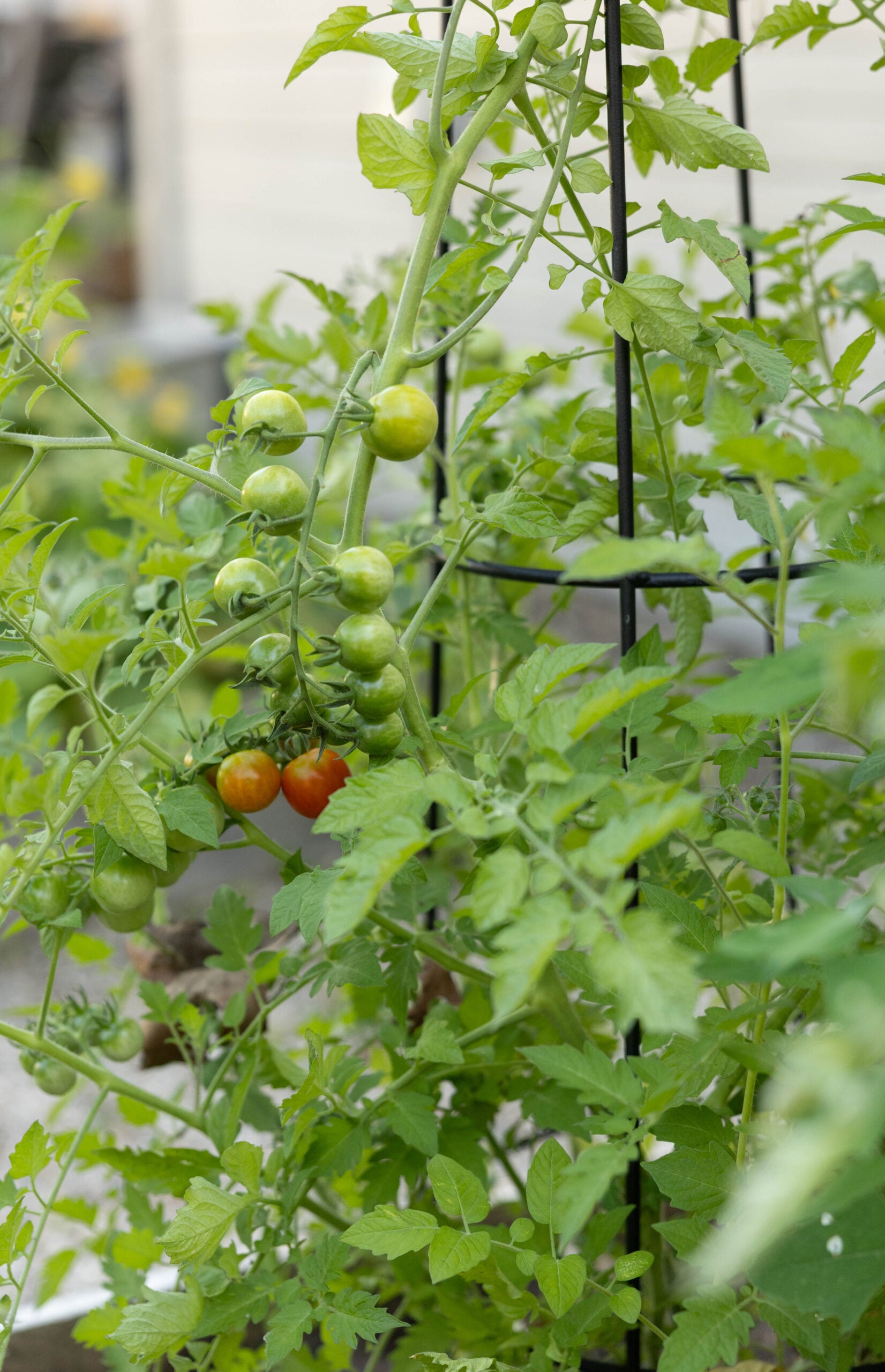 Tomato plants