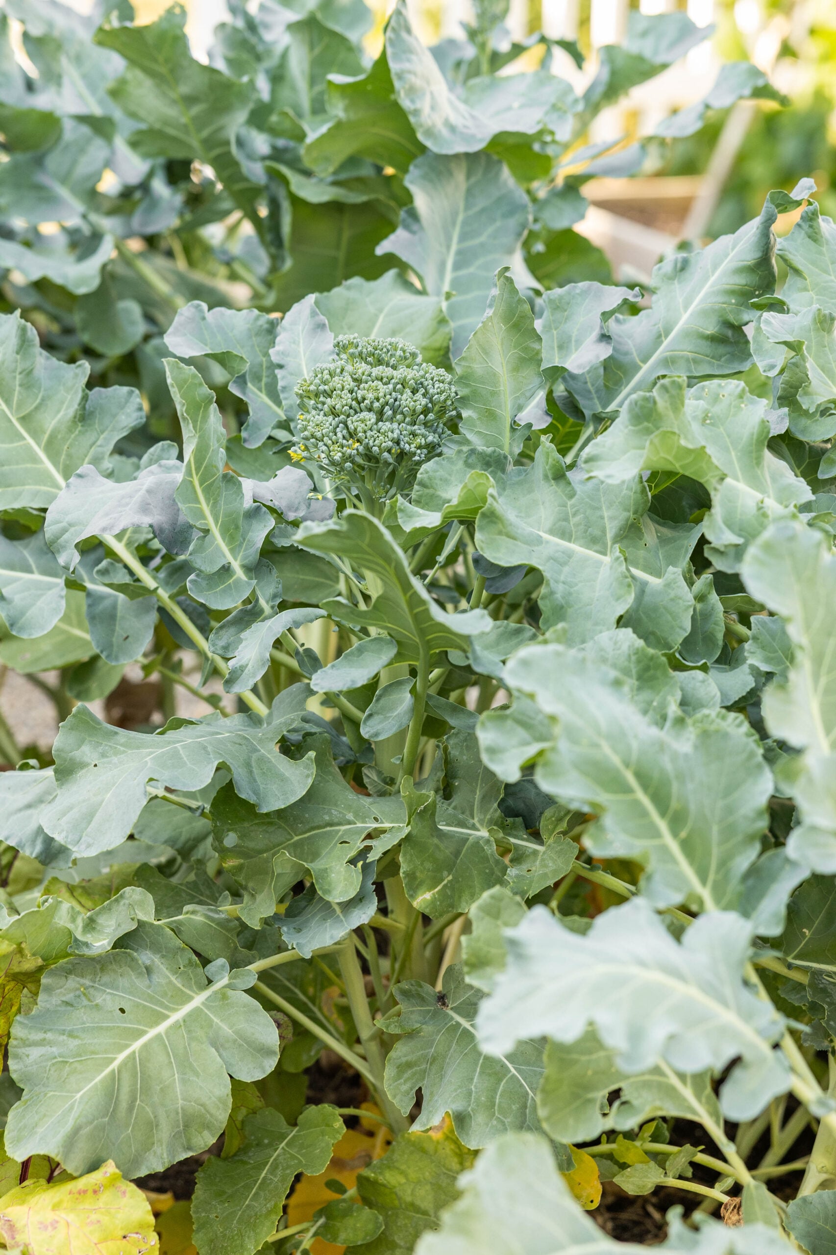 Garden lettuce