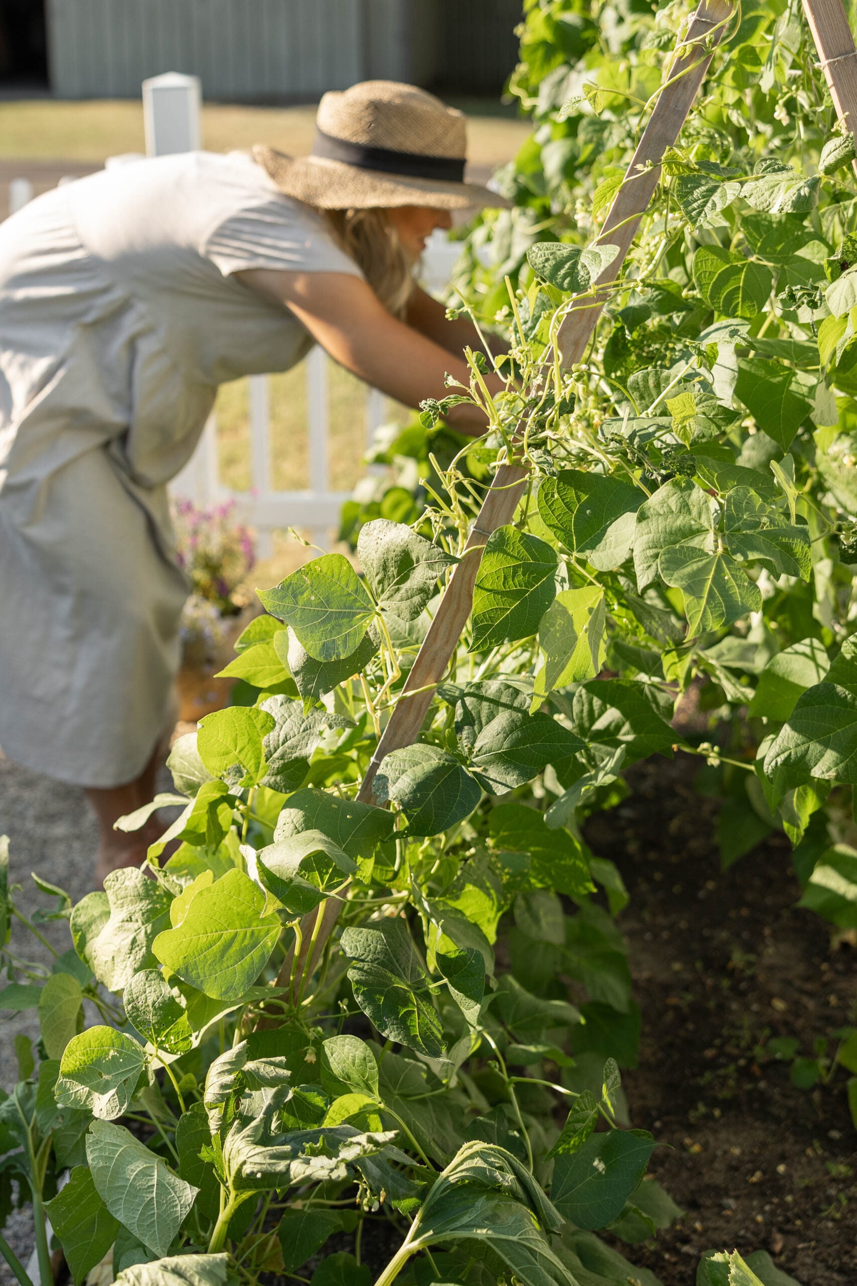 Summer vegetable garden